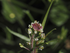 Lepidium lasiocarpum