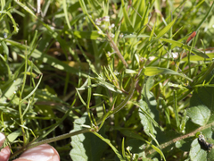 Lepidium lasiocarpum
