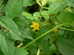 Cucumis sativus hardwickii