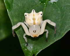 Epicadus heterogaster