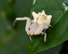 Epicadus heterogaster