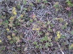 Potentilla kleiniana