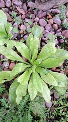 Gamochaeta americana