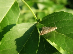 Loxostege sticticalis