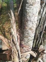 Jacaranda caucana