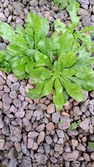 Gamochaeta americana