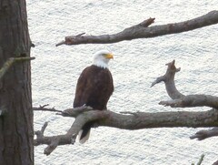 Haliaeetus leucocephalus washingtoniensis