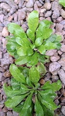 Gamochaeta americana