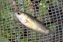 Ocellated Labyrinth Fish photo 1
