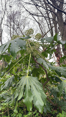 Fatsia japonica