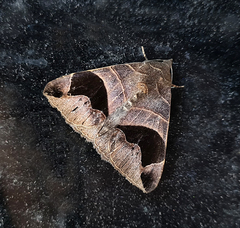 Bastilla joviana