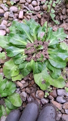 Gamochaeta americana