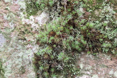 Polytrichum juniperinum