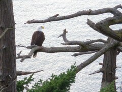 Haliaeetus leucocephalus washingtoniensis