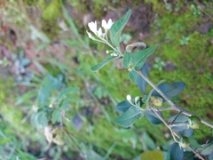 Solanum chenopodioides