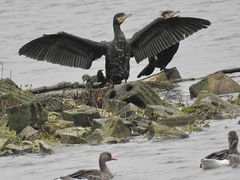 Phalacrocorax carbo