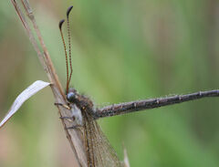 Ascaloptynx appendiculata