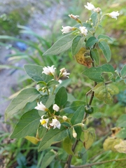 Solanum chenopodioides