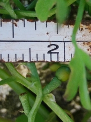 Fumaria muralis