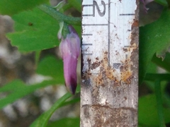 Fumaria muralis