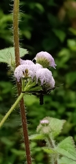 Ageratum houstonianum