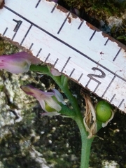 Fumaria muralis