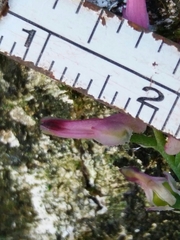 Fumaria muralis