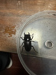 Dorcus hopei hopei