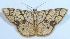 Heterostegane subtessellata