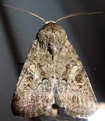 Spodoptera cilium
