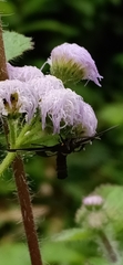 Ageratum houstonianum