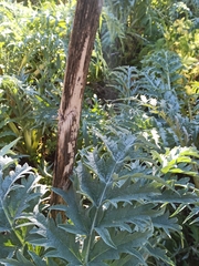 Cynara cardunculus