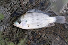Oreochromis urolepis