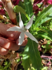 Hippobroma longiflora