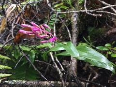 Epidendrum aberrans