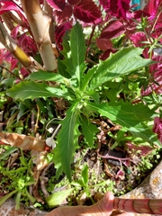 Hippobroma longiflora