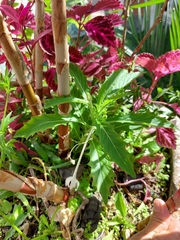 Hippobroma longiflora