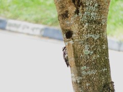 Yungipicus moluccensis