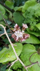 Petasites pyrenaicus