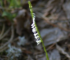 Spiranthes lacera lacera