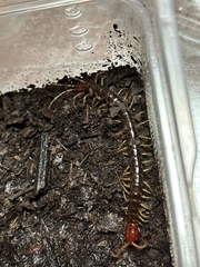 Scolopocryptops nigrimaculatus