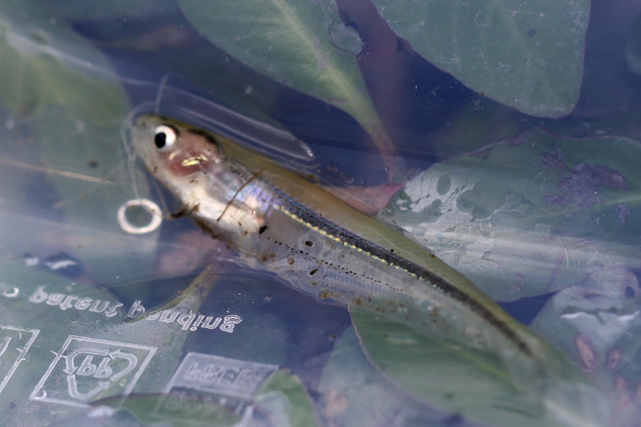 Silver Barbel photo 3