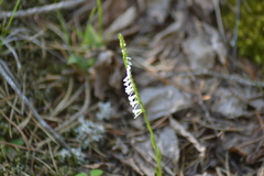 Spiranthes lacera lacera