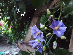 Solanum wendlandii