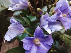 Solanum wendlandii