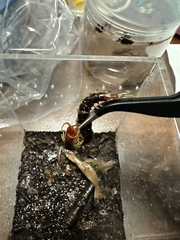 Scolopocryptops nigrimaculatus