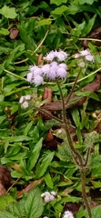 Ageratum houstonianum