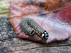 Phosphila turbulenta