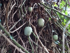 Solanum wendlandii