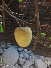 Solanum wendlandii